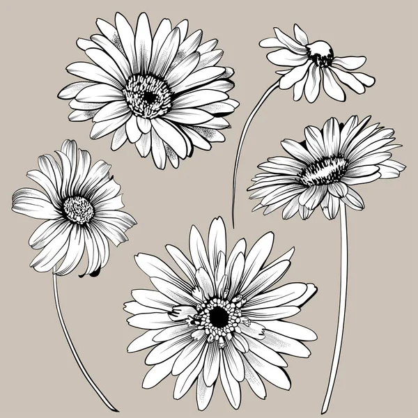 Conjunto Flores Gerbera Coleção Gerbera Para Design Buquê Ilustração Vetorial — Vetor de Stock