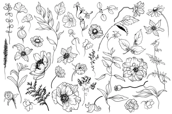 Colección Plantas Gráficas Conjunto Hierbas Ramas Flores Otros Elementos Botánicos Gráficos Vectoriales