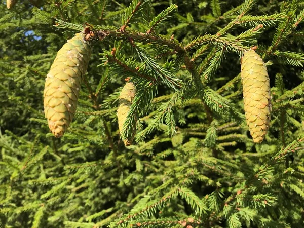 Background Green Spruce Branches Cones Natural Texture Green Pine Branches — Stock Photo, Image