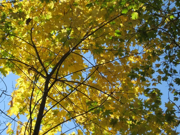 Hintergrund Von Gelbem Herbstlaub Auf Den Ästen Eines Baumes — Stockfoto