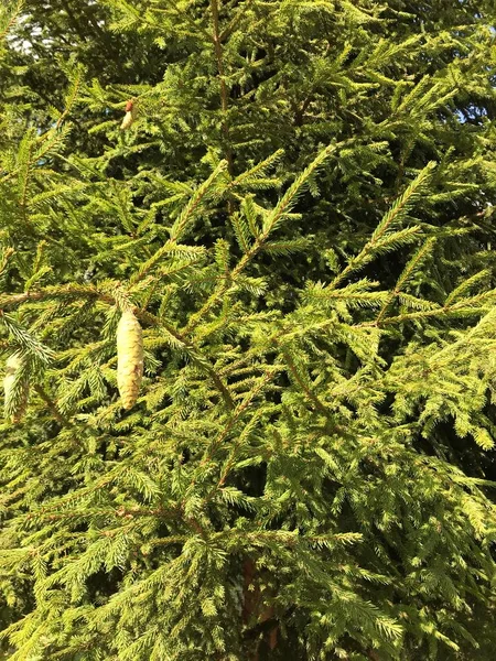 Bakgrund Från Gröna Grangrenar Med Kottar Naturlig Konsistens Från Gröna — Stockfoto