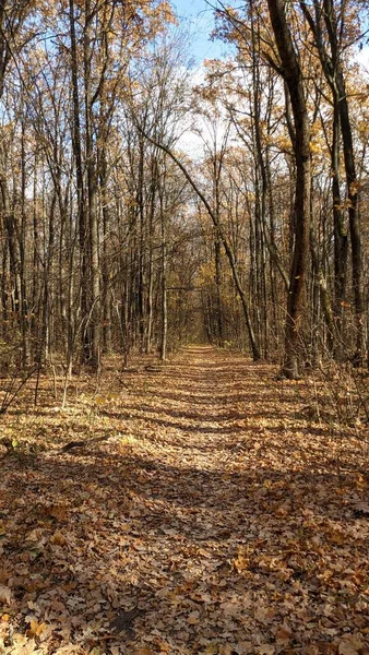 Caminho Floresta Outono Contexto Com Paisagem Florestal — Fotografia de Stock