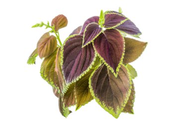 Beyaz arka plan üzerinde izole coleus