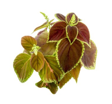 Beyaz arka plan üzerinde izole coleus