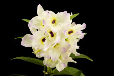 Güzel beyaz masum orkide cins (Phalaenopsis) siyah backgr