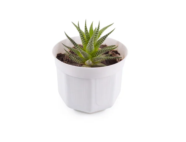 Aloe — Stock fotografie