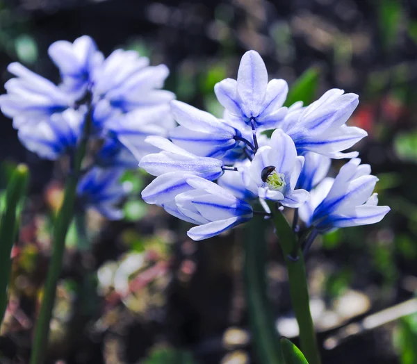 Hyacinth — Stock Photo, Image