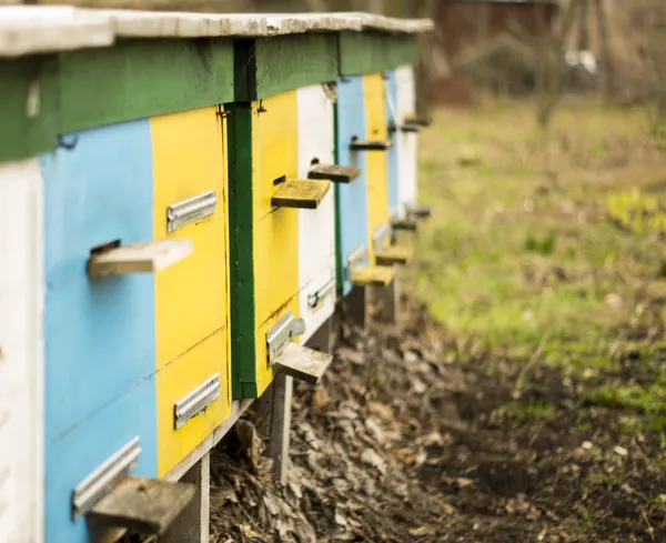 Apiary — Stock Photo, Image