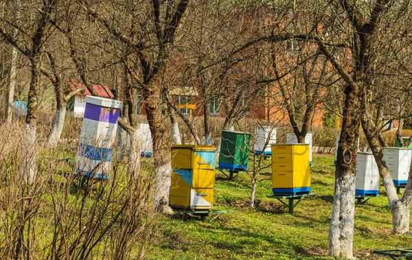 Bijenteelt — Stockfoto