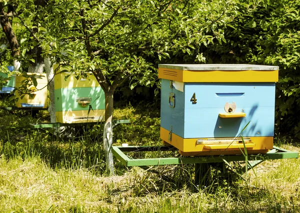 Apiary — Stock Photo, Image