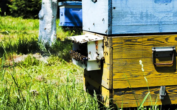 Apiary — Stock Photo, Image