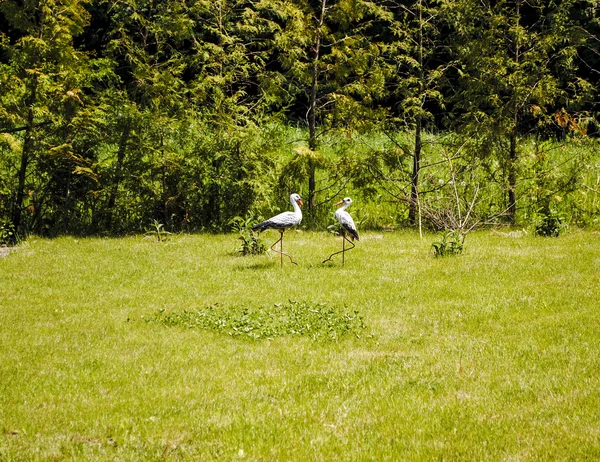 Duas cegonhas — Fotografia de Stock