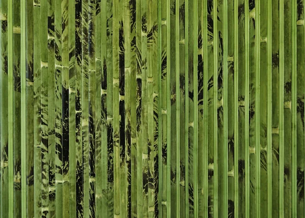 Bambu — Fotografia de Stock