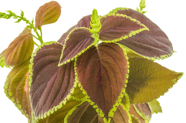 Coleus isolated over white background — Stock Photo, Image