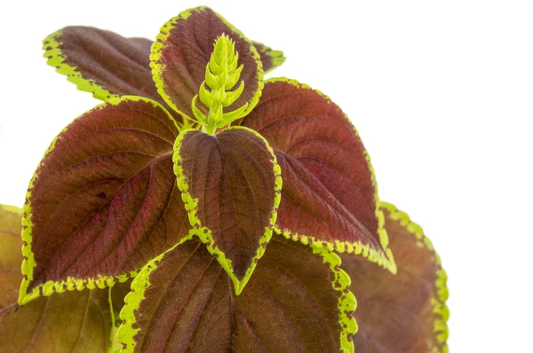 Coleus isolated over white background — Stock Photo, Image