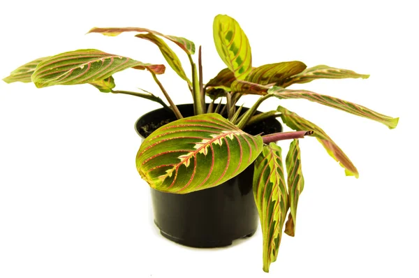 Maranta-Zimmerpflanze auf weißem Hintergrund — Stockfoto