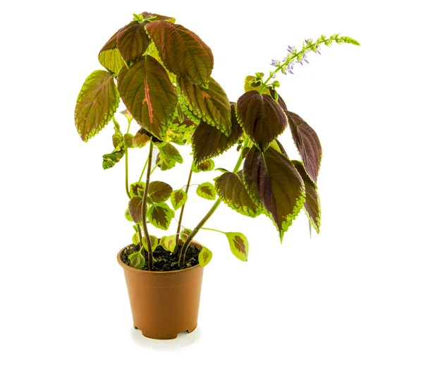 Coleus Blüten isoliert auf weißem Hintergrund — Stockfoto