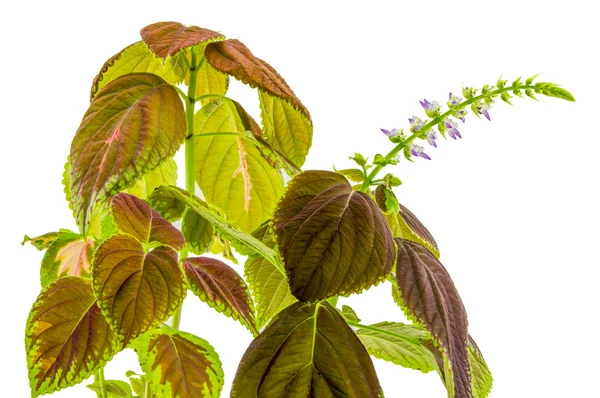 Coleus flowers isolated on white background — Stock Photo, Image