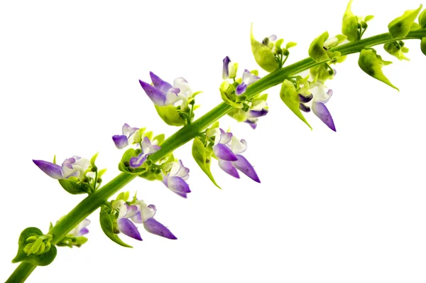 Coleus flowers isolated on white background — Stock Photo, Image