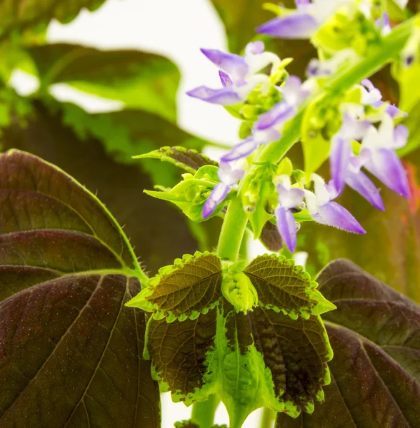 Coleus flowers isolated on white background — Stock Photo, Image