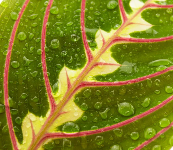 Maranta houseplant on a white background — Stock Photo, Image