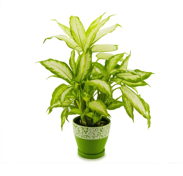 Dieffenbachia cresce in vaso isolato su bianco — Foto Stock