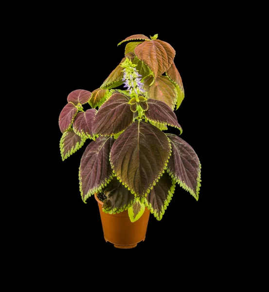 Coleus flowers isolated on black background — Stock Photo, Image