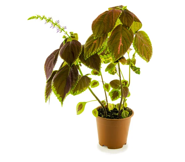 Fiori di Coleus isolati su sfondo bianco — Foto Stock