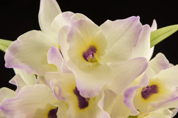 Mooie witte onschuldige orchid (Phalaenopsis) op een zwarte backgr — Stockfoto