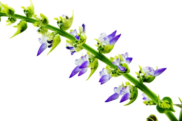 Coleus flowers isolated on white background — Stock Photo, Image
