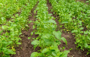 o üretimi için yeni gelişen bitki brassica napus alanıyla