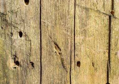 arka plan ağaç kabuğu dokusu