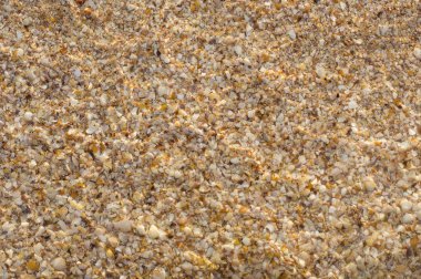 Sahilde deniz kabukları