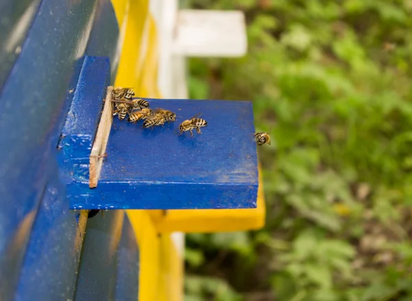 Honing honingbij kasten — Stockfoto