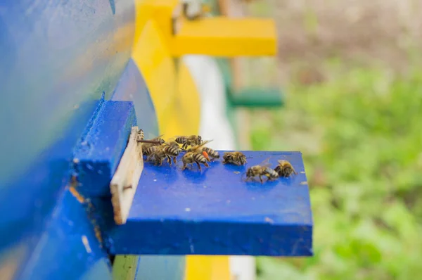 Honing honingbij kasten — Stockfoto