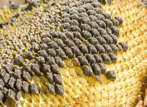 Zonnebloem met zwarte zaden close-up — Stockfoto