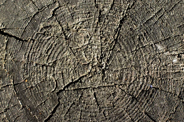 Close-up wooden cut texture — Stock Photo, Image