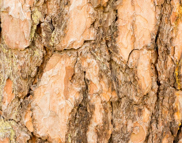 Old wood texture — Stock Photo, Image