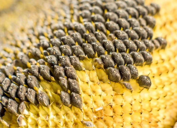 Zonnebloem met zwarte zaden close-up — Stockfoto