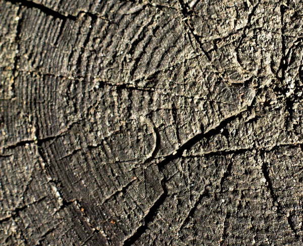 Close-up textura de corte de madeira — Fotografia de Stock