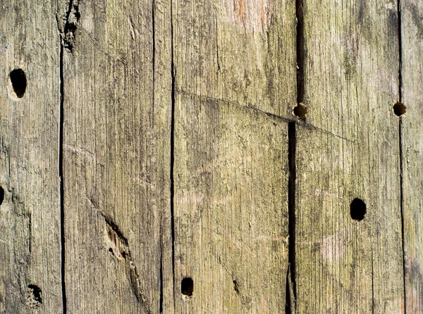 Arka plan ağaç kabuğu dokusu — Stok fotoğraf