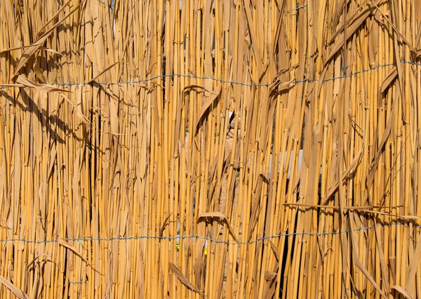 Płot suchej trzciny — Zdjęcie stockowe