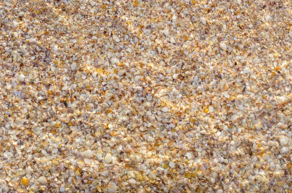Conchiglie sulla spiaggia — Foto Stock