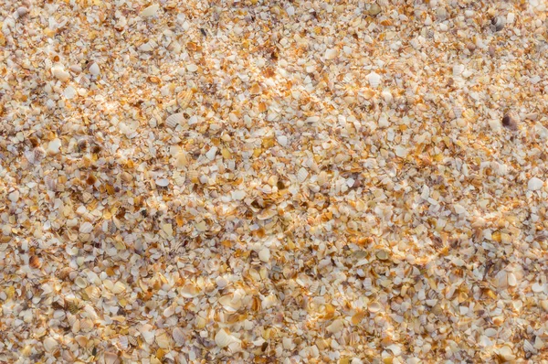 해변에 있는 조개 — 스톡 사진