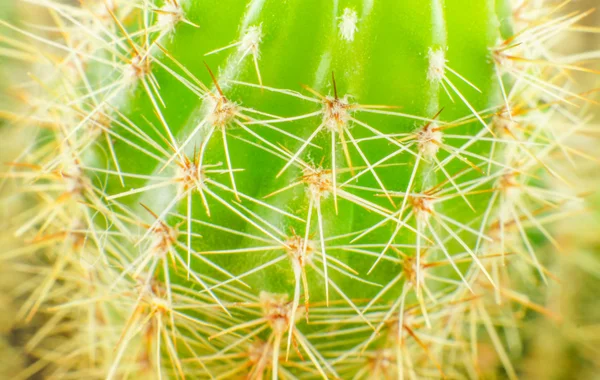 Close up detalhe textura cacto — Fotografia de Stock