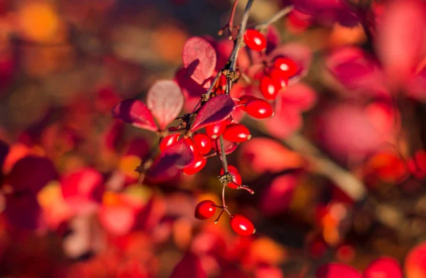 En gren av de mogna bär av Berberis — Stockfoto