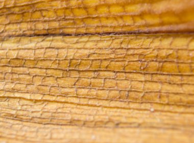 hastalıklı yaprak orkide