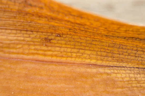 Orquídea de hoja enferma — Foto de Stock