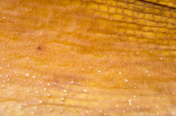 Chorych liści storczyków — Zdjęcie stockowe