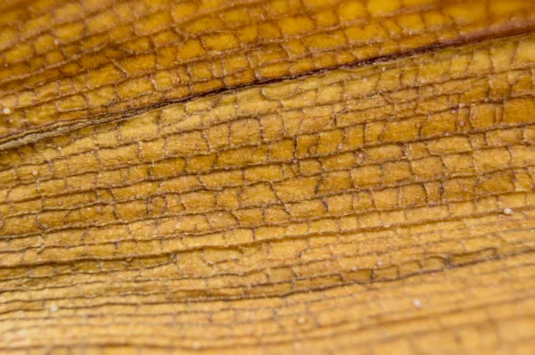 Orquídea de hoja enferma — Foto de Stock